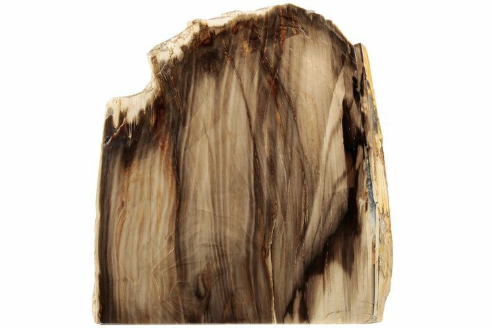 Polished, Petrified Wood (Metasequoia) Stand Up - Oregon #185140